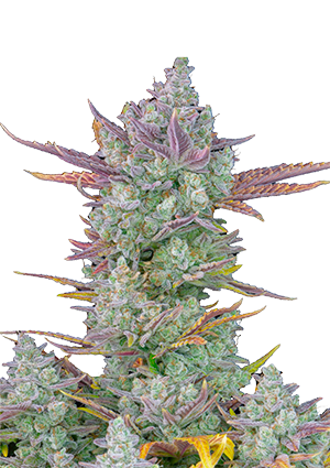Marijuana plant growing slow