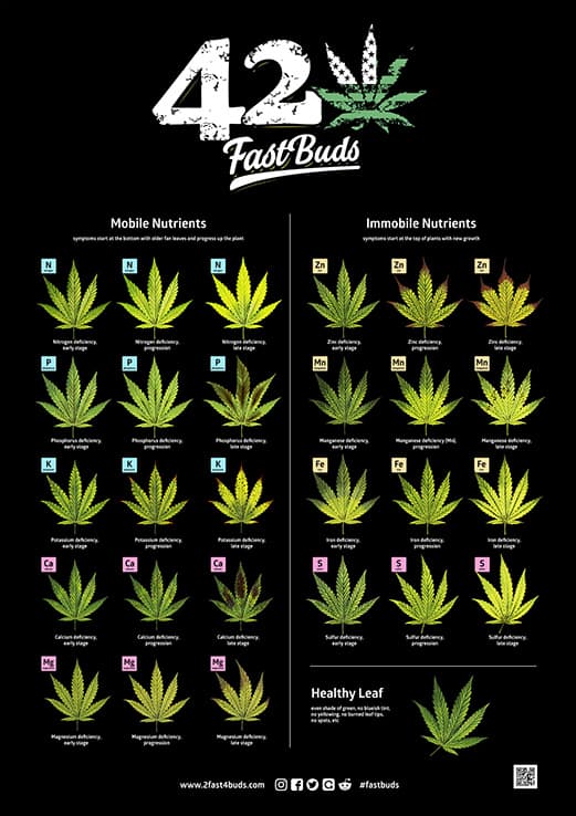 poster-fast-buds