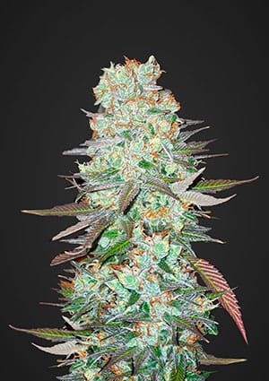 G14 Auto-image