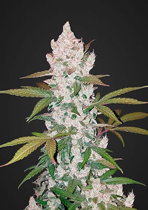 Girl Scout Cookies Auto-image