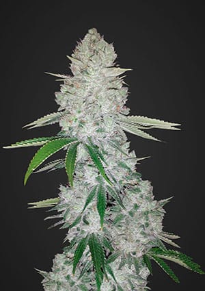 Gorilla Glue Auto-image