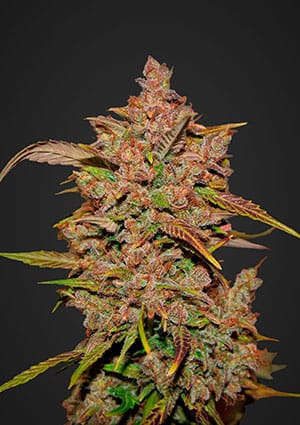 Crystal Meth Auto-image