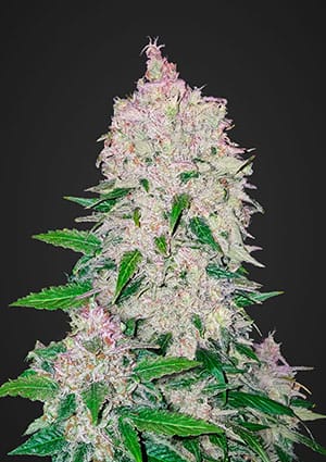 Stardawg Auto-image