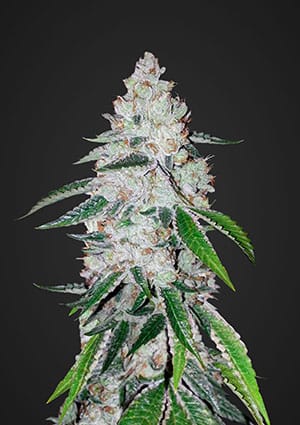 West Coast O.G. Auto-image