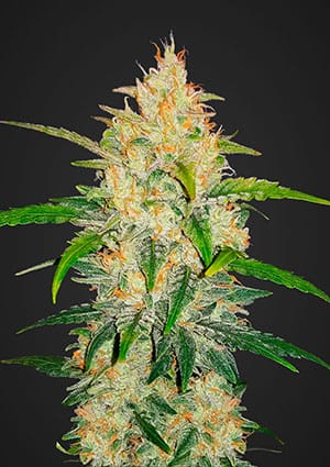 Zkittlez Auto-image