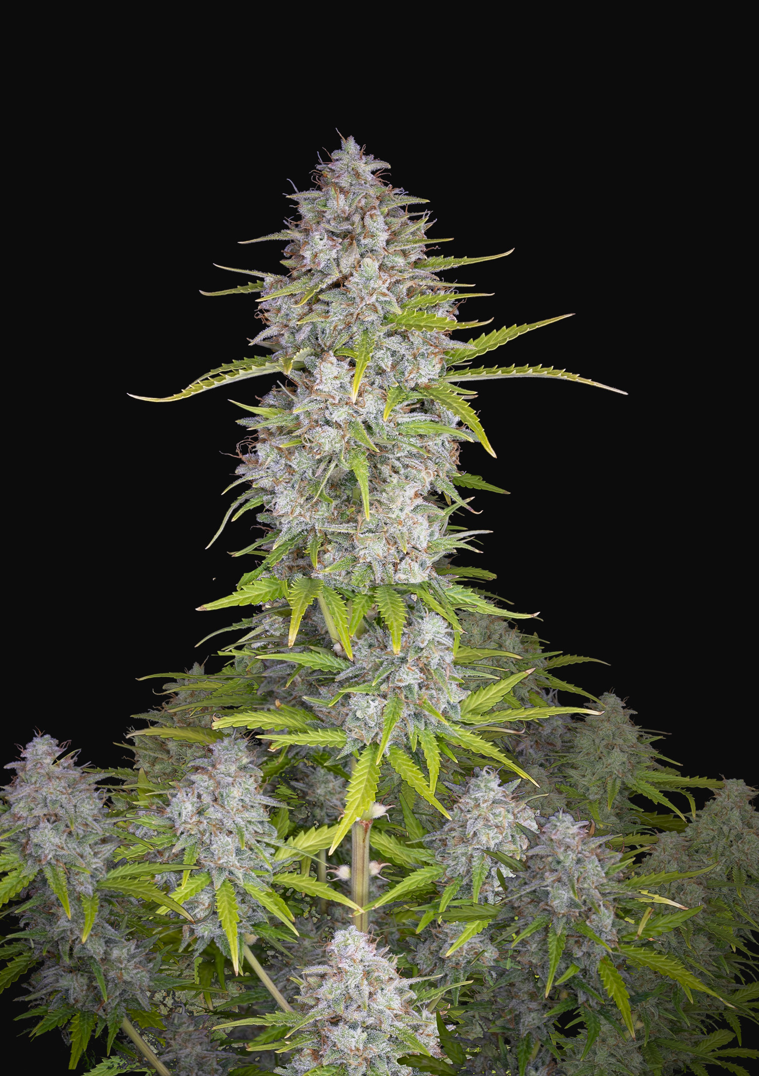 Buy Wedding Cheesecake Auto Cannabis Seeds | Fast Buds