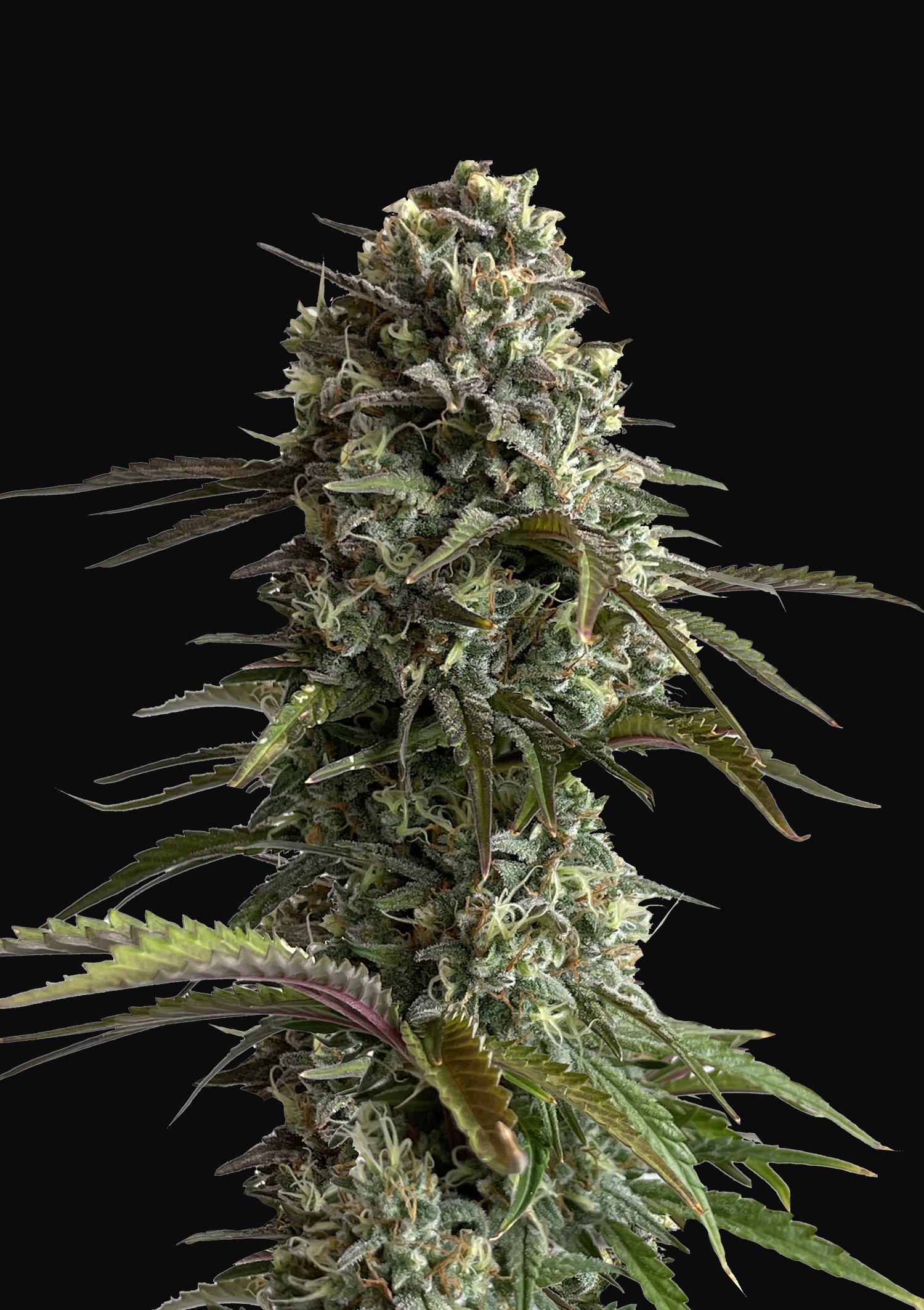 Buy Skunk Auto Cannabis Seeds | Fast Buds