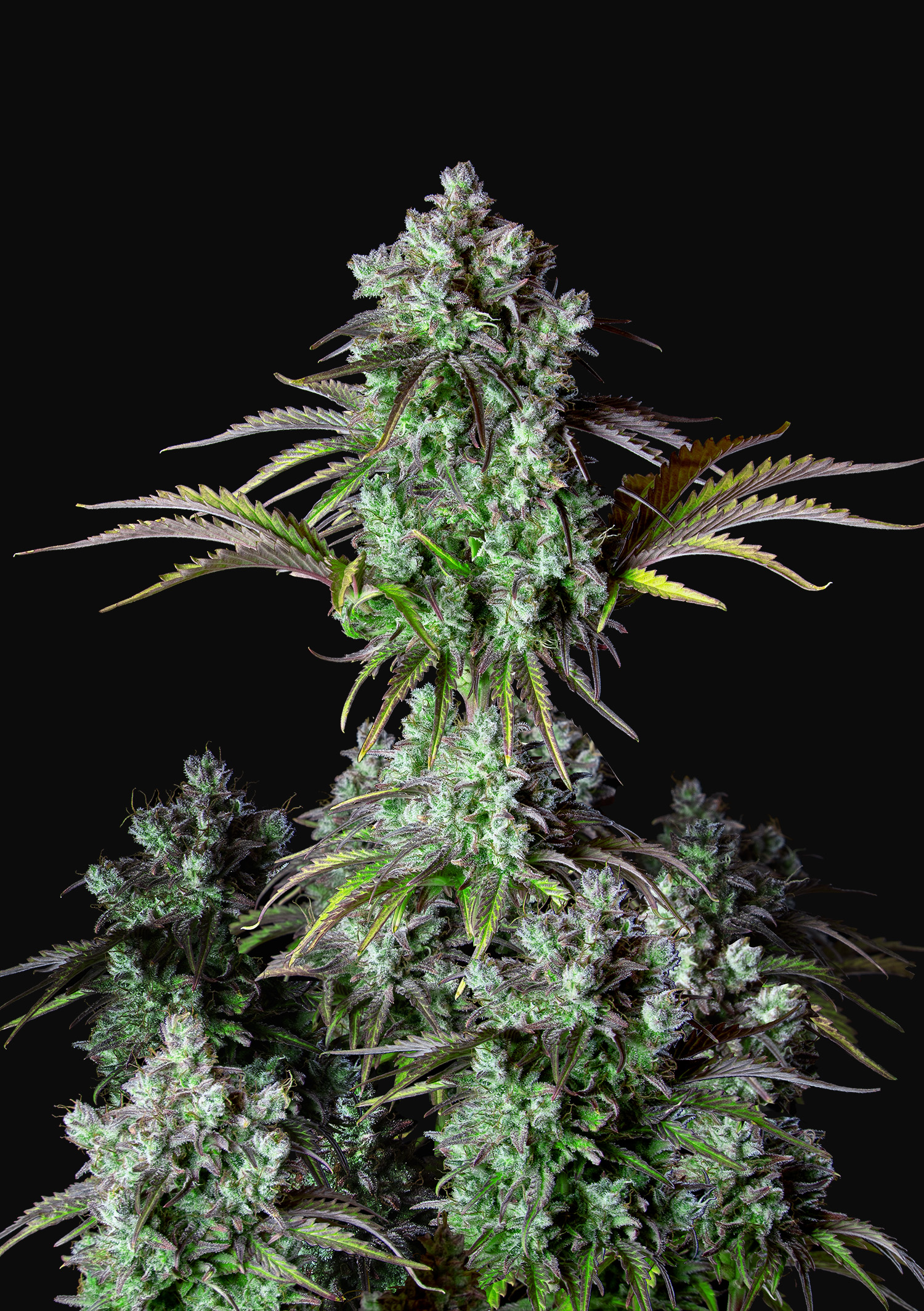 Big Bud Auto Cannabis Seeds – Buy Big Bud Weed Strain, Cannabis Yield ...