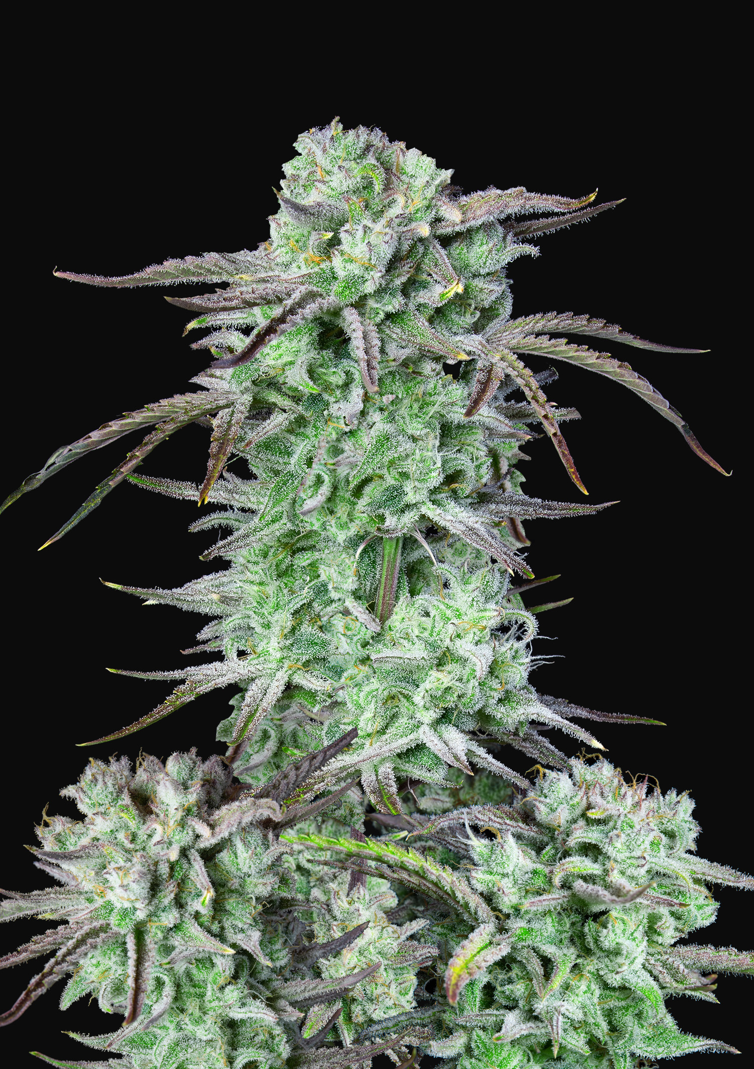 Buy Strawberry Banana Auto Cannabis Seeds Fast Buds
