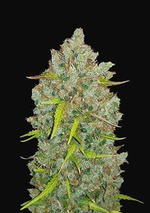 Bubblegum cannabis seeds