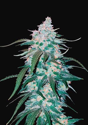Pineapple express weed seeds