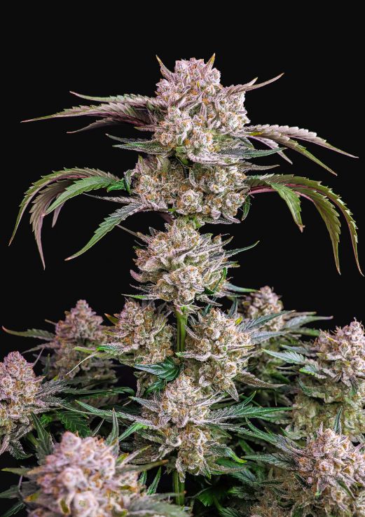 Cannabis Seeds - Buy Autoflowering Weed Seeds | Fast Buds