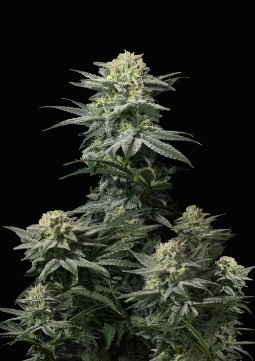 Fastflowering Cannabis Seeds